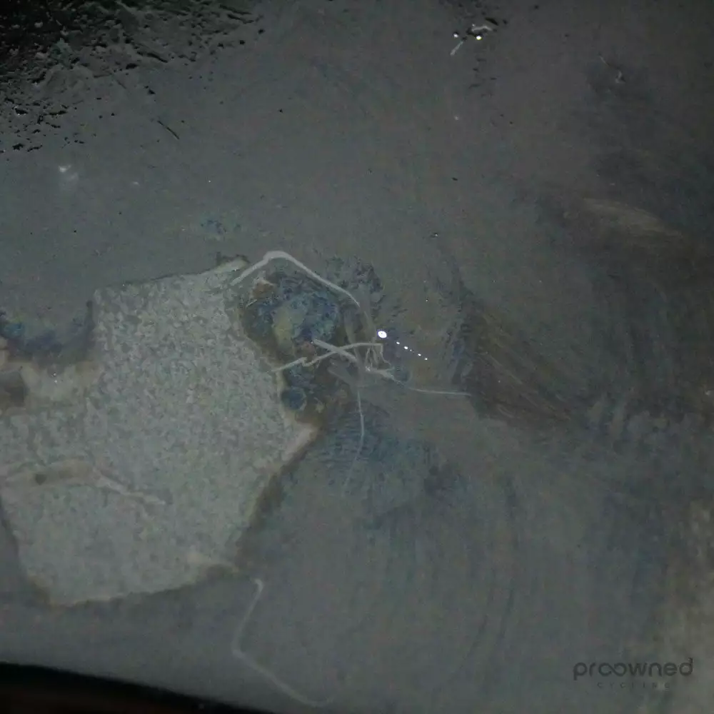 Scott Plasma 5 HMX TT Frameset - S - N. Schultz - Mitchelton-Scott 22 Scott Plasma 5 HMX TT Frameset - S - N. Schultz - Mitchelton-Scott - Billede 22